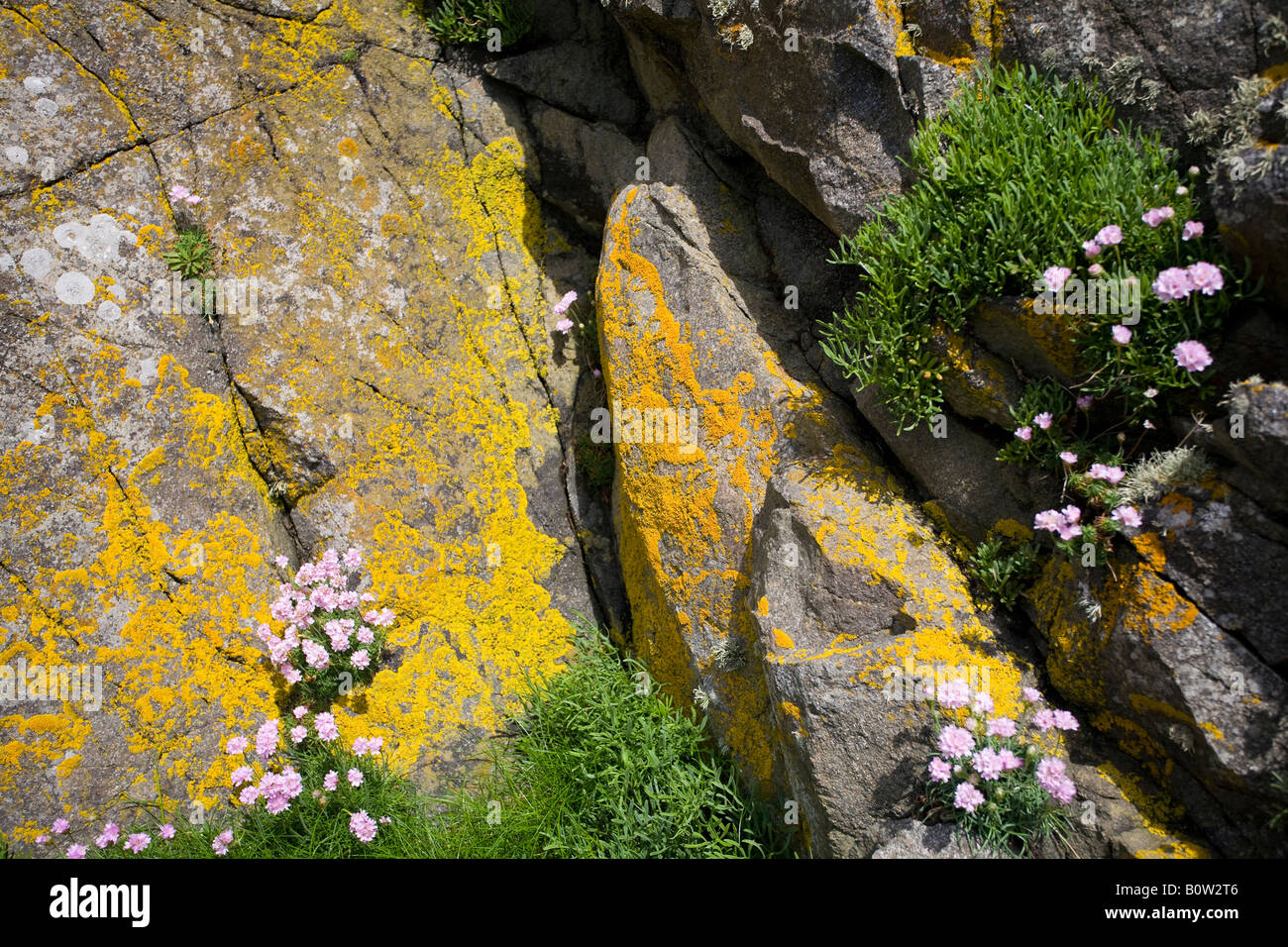 Cornish Felsen mit gelben Pilze und rosa Sparsamkeit wächst auf ihnen, Cornwall, Landschaft. Stockfoto