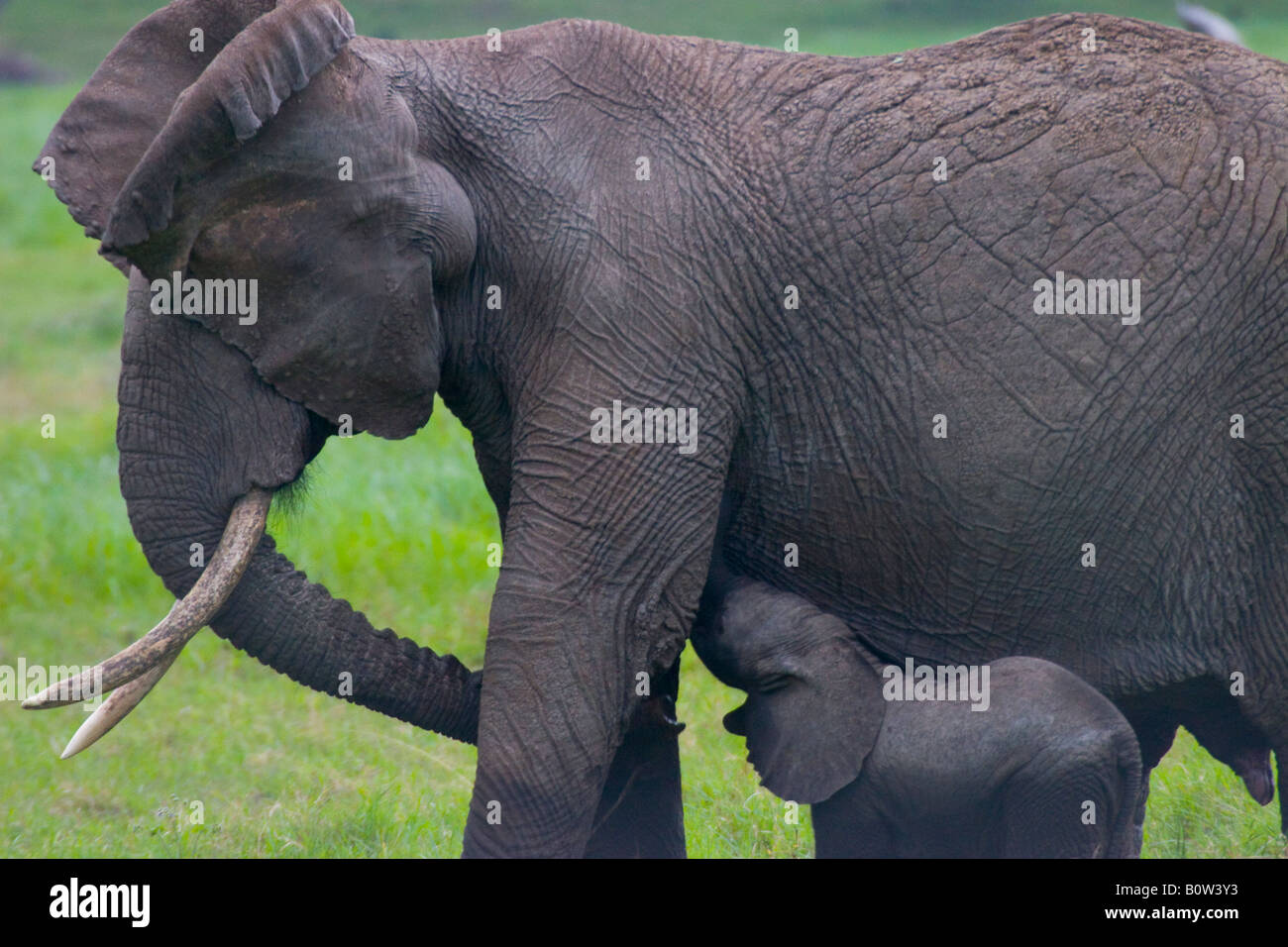Afrikanische Elefantenbaby mit Mutter (Elephantidae) Stockfoto