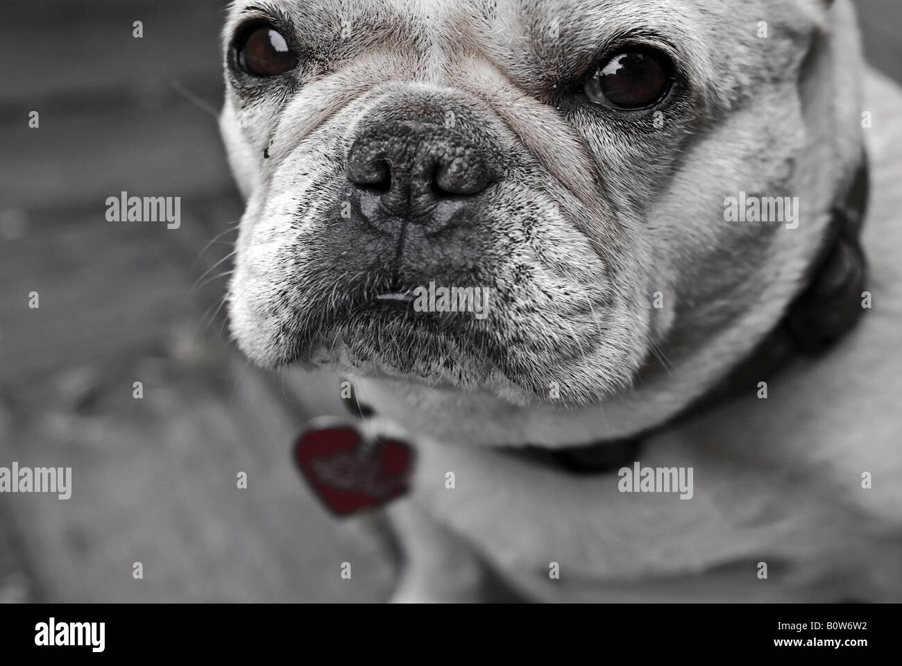 Porträt von eine französische Bulldogge Stockfoto