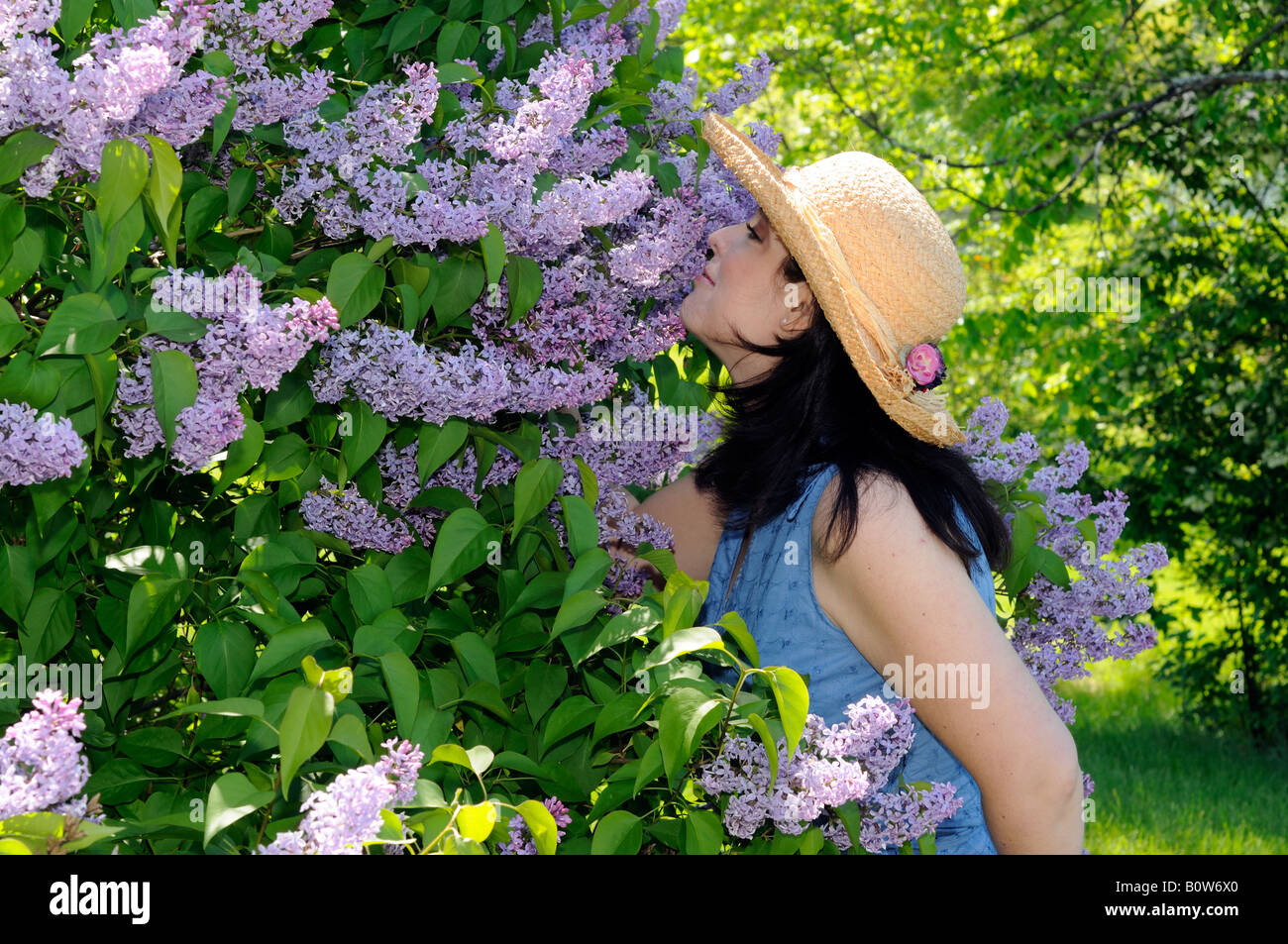 Parfüm von einem lila Baum Stockfoto
