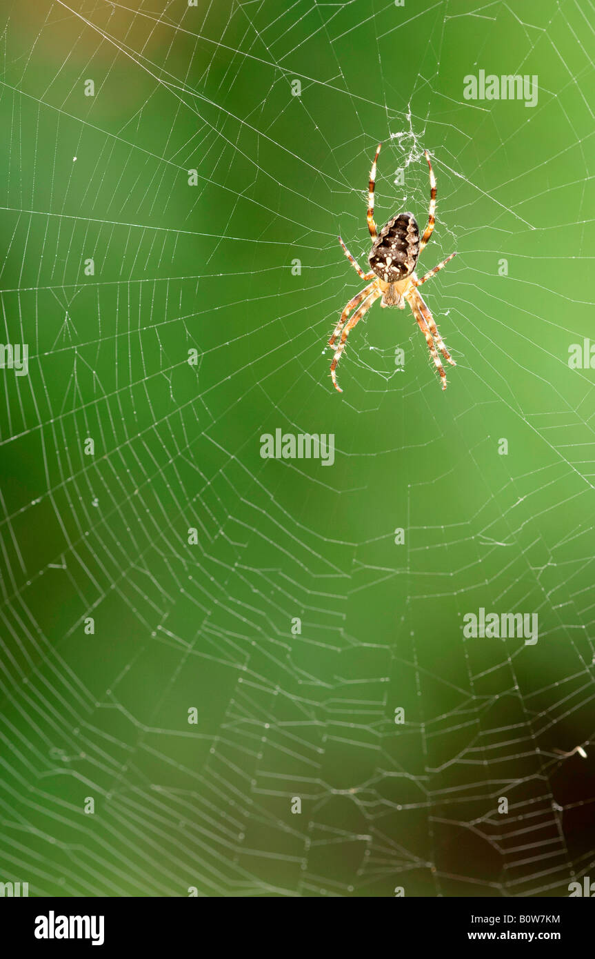 Europäische Kreuzspinne (Araneus Diadematus) auf Web, North Rhine-Westphalia, Deutschland, Europa Stockfoto