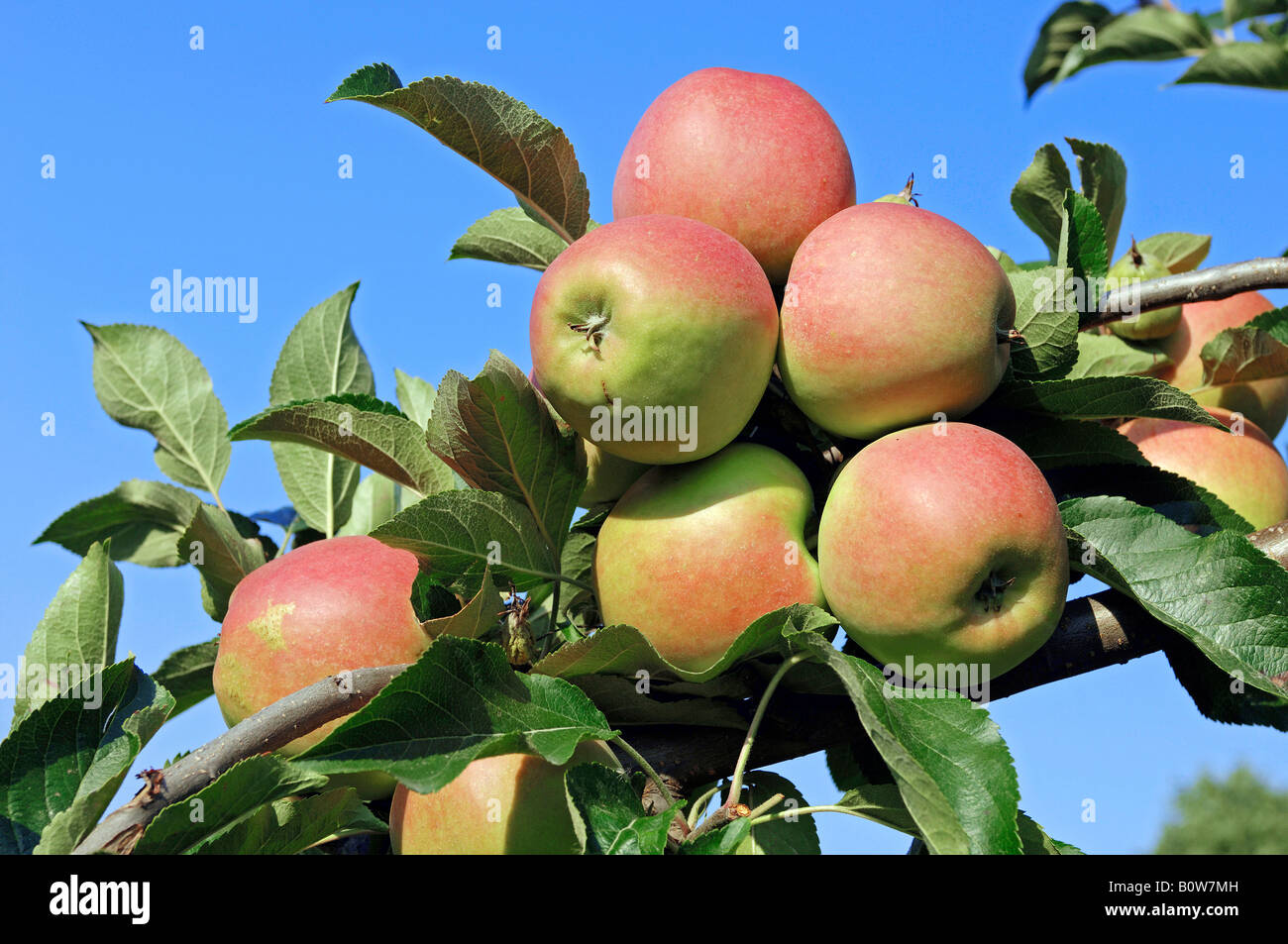 Die Reifen Äpfel (Malus) auf einem Baum, Altes Land, Niedersachsen, Deutschland, Europa Stockfoto