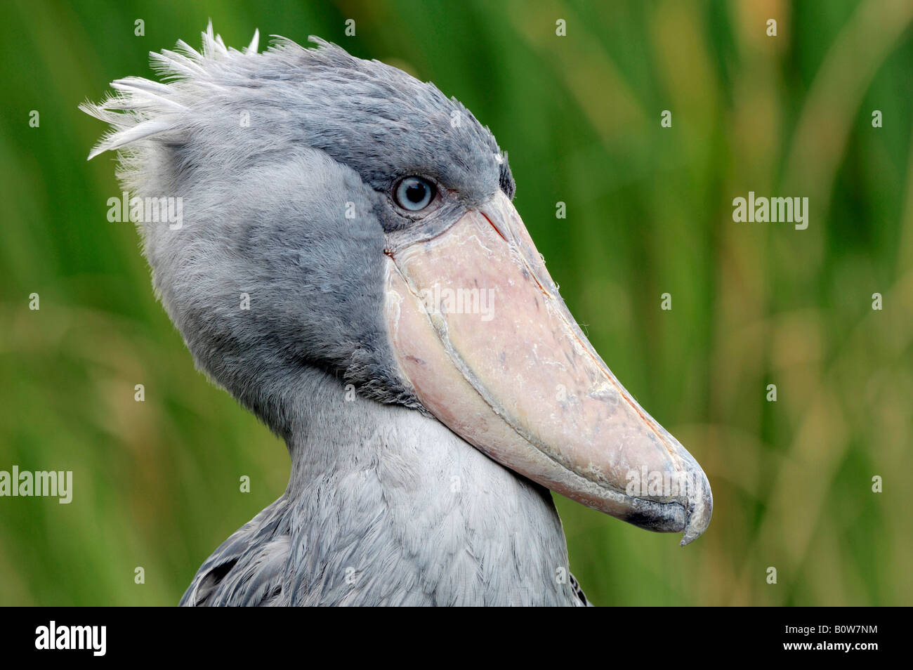 Schuhschnabel, Whalehead oder unter der Leitung von Whale Stork (Balaeniceps Rex) Stockfoto