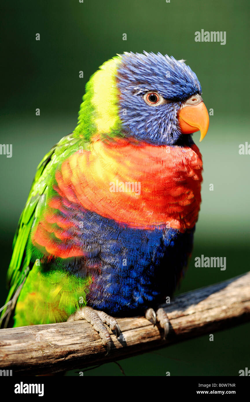 Swainsons lorikeets Fotos und Bildmaterial in hoher Auflösung Alamy