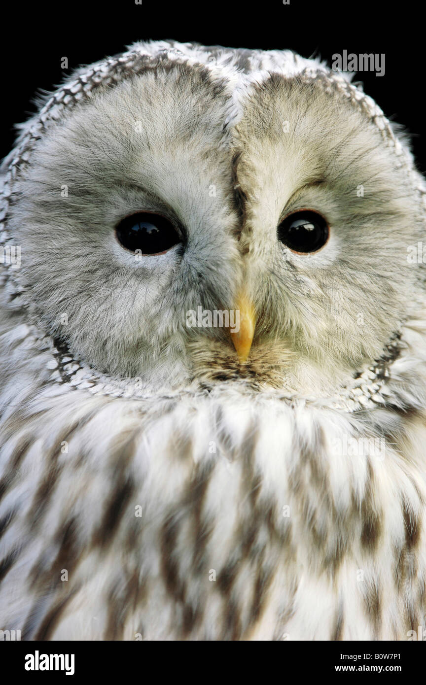 Habichtskauz (Strix Uralensis) Stockfoto