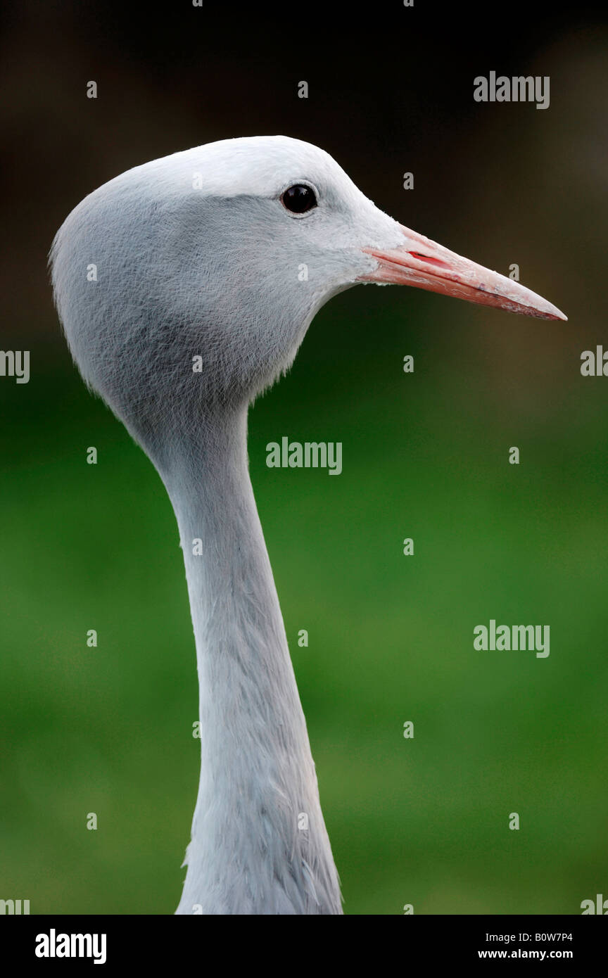 Blau oder Stanley Kran (Anthropoides Paradisea) Stockfoto