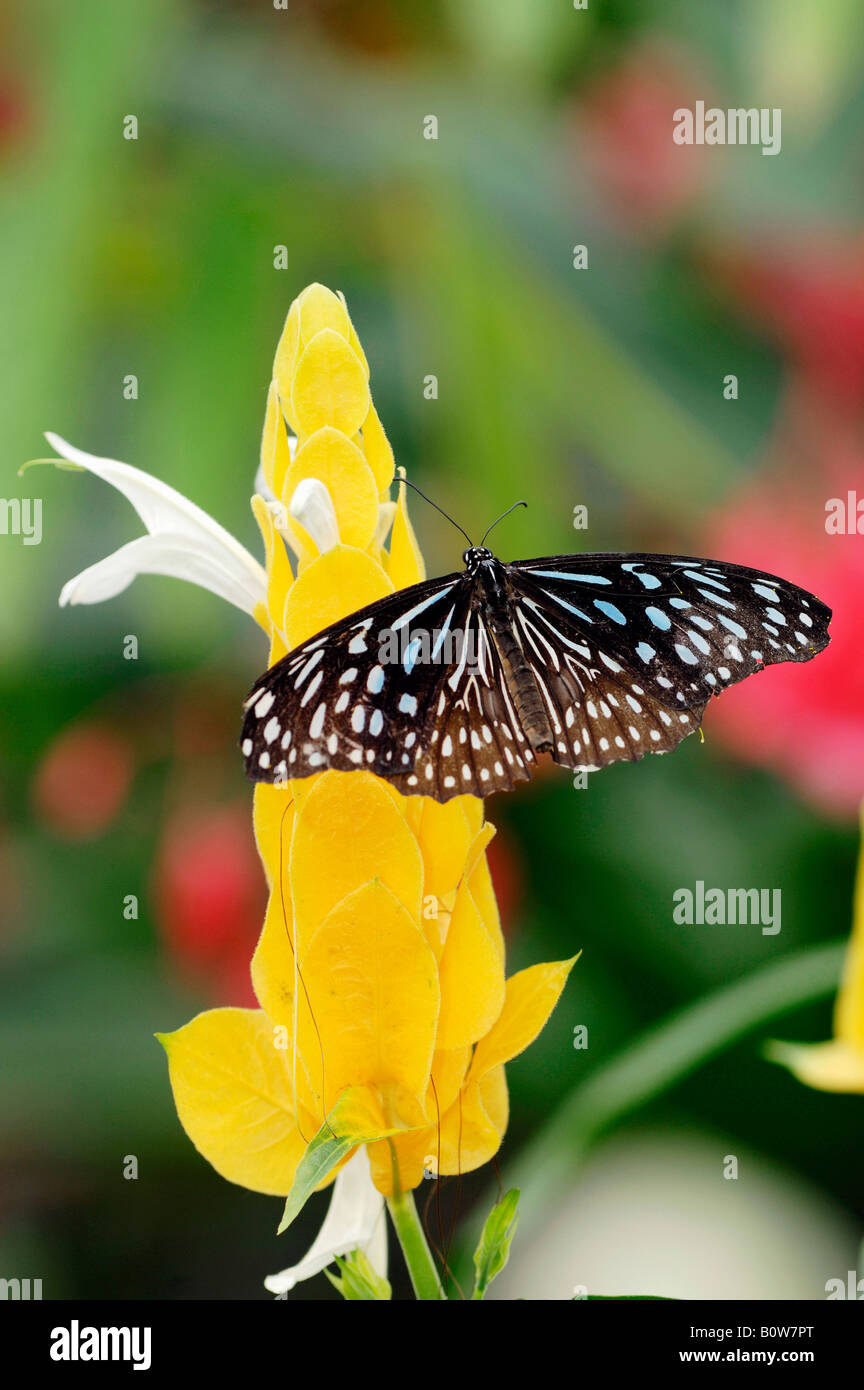 Dark Blue Tiger Moth (Tirumala Septentrionis) Stockfoto