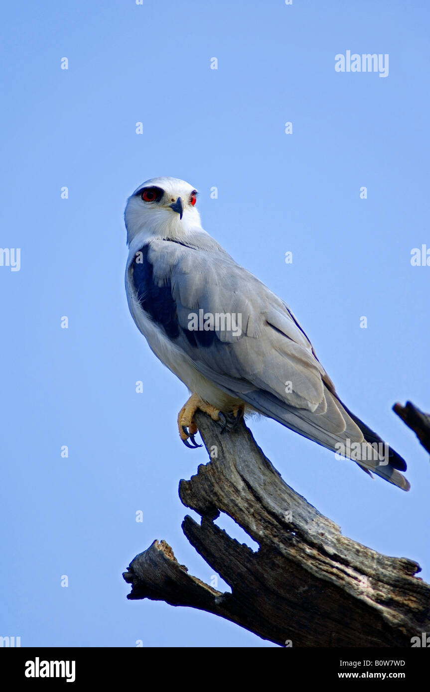 Gleitaar (Elanus Caeruleus), Keoladeo Ghana Nationalpark, Rajasthan, Indien, Südasien Stockfoto