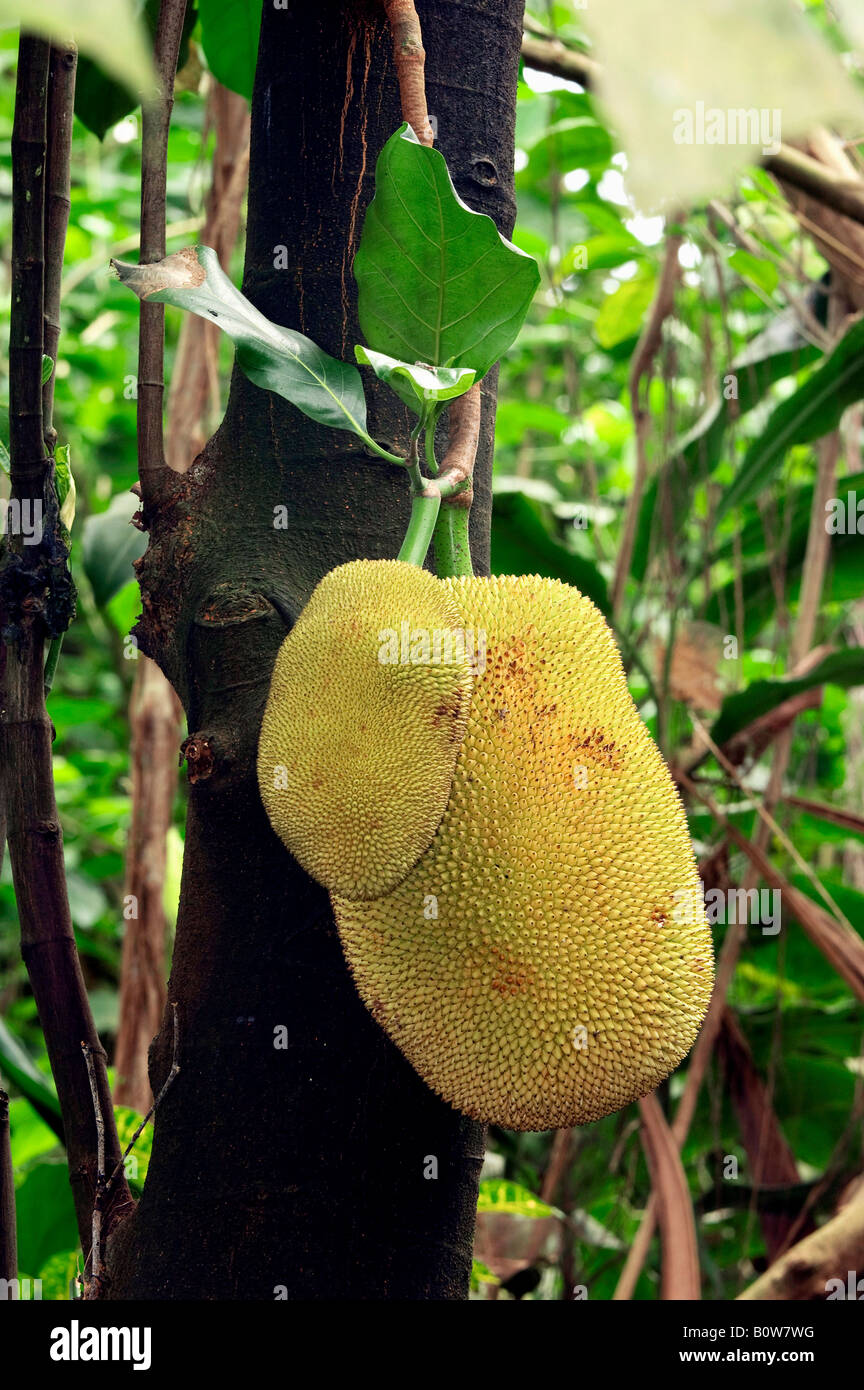 Jackfrüchte auf Jack-Frucht-Baum (Artocarpus Heterophyllus), Afrika Stockfoto