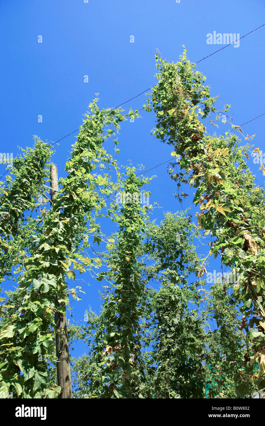 Hopfen (Humulus Lupulus) auf einer Plantage Stockfoto