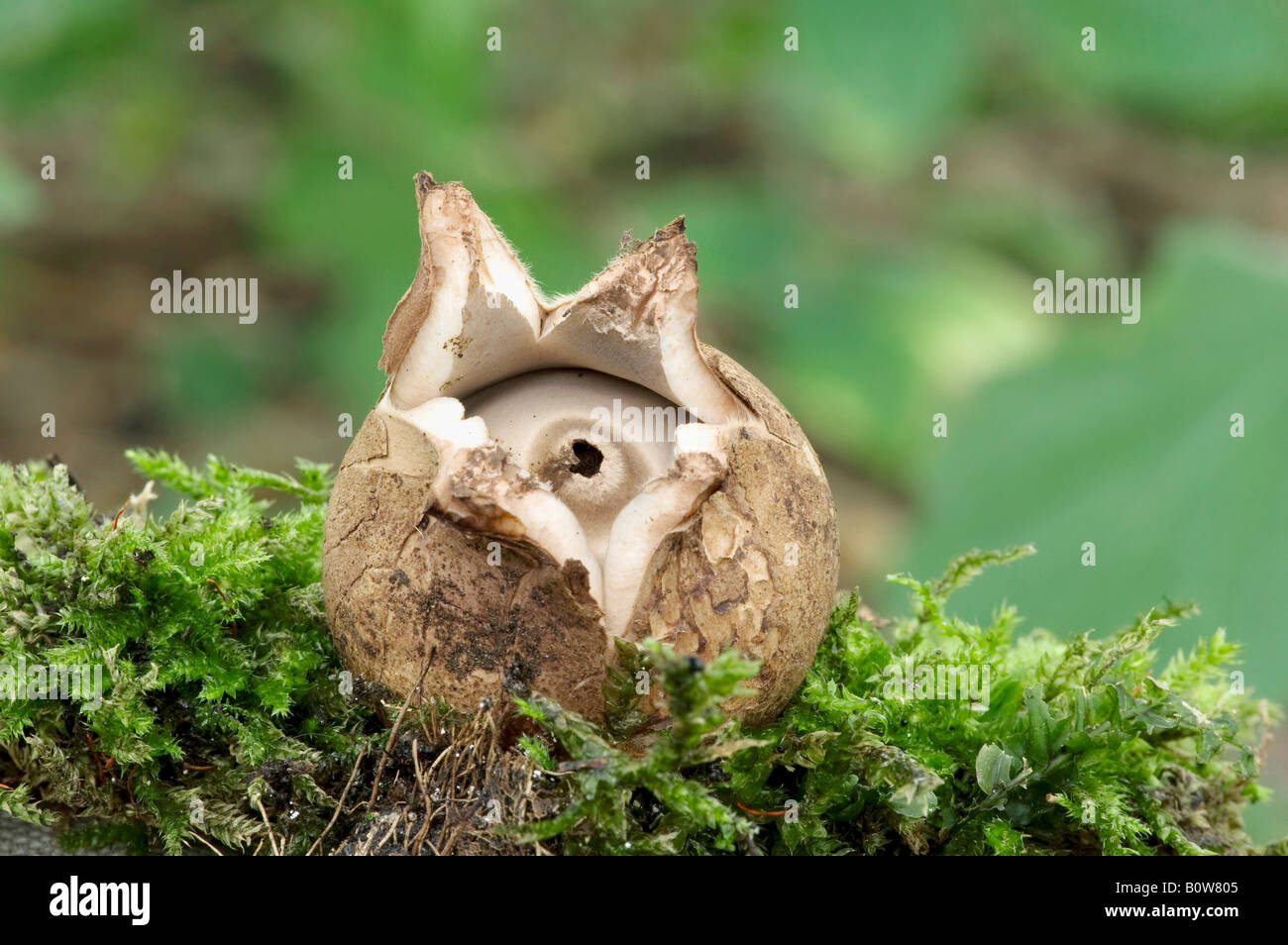 Mit Kragen Earthstar Pilz (Geastrum triplex) Stockfoto