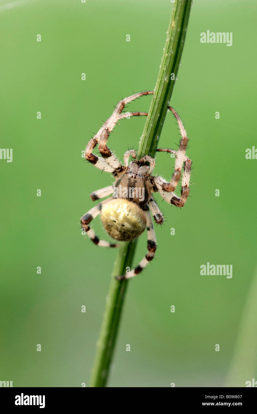 Vier vor Ort Orb Weaver oder Fourspotted Orbweaver Spinne (Araneus Quadratus) Stockfoto