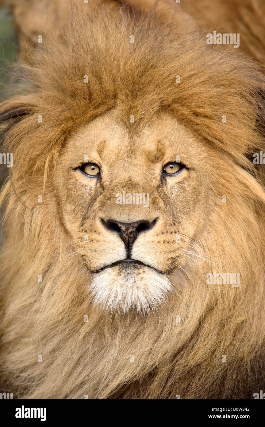 Löwe (Panthera Leo), Mann Stockfoto