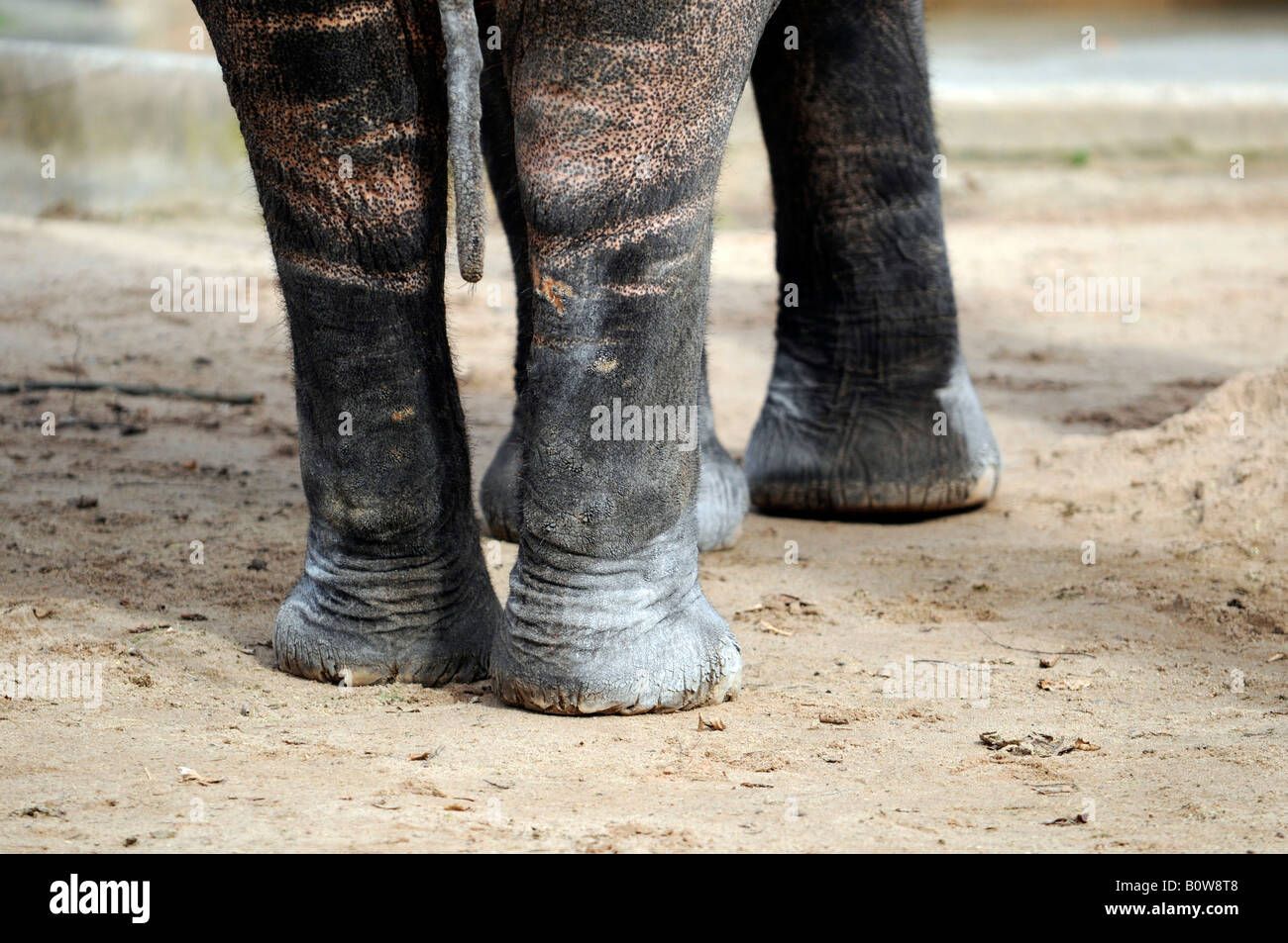 Asiatische oder asiatische Elefant (Elephas Maximus), Beine, Tierpark, Zoo, Baden-Württemberg, Deutschland, Europa Stockfoto