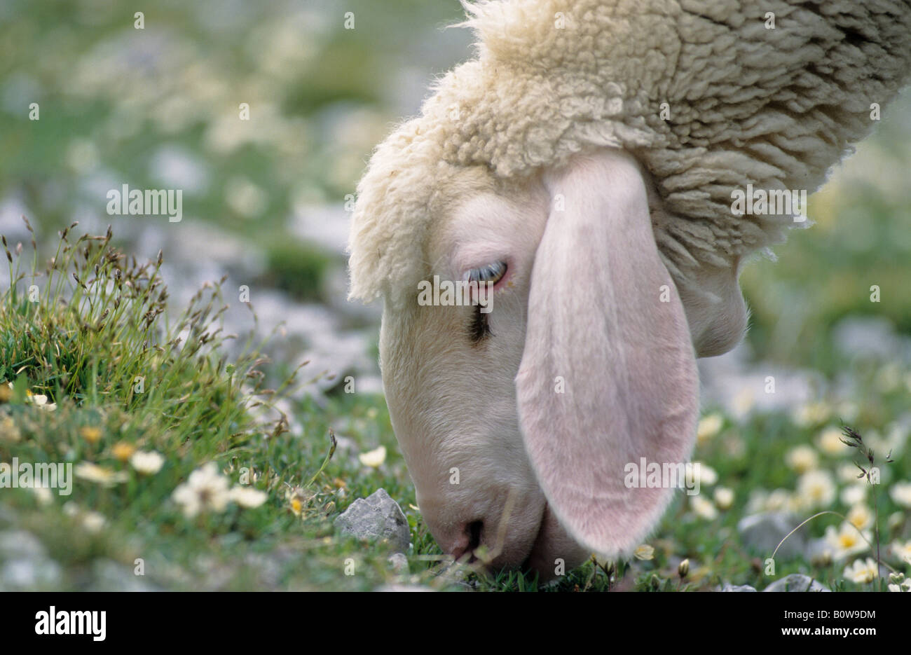 Fütterung auf Rasen, Schafe weiden Stockfoto