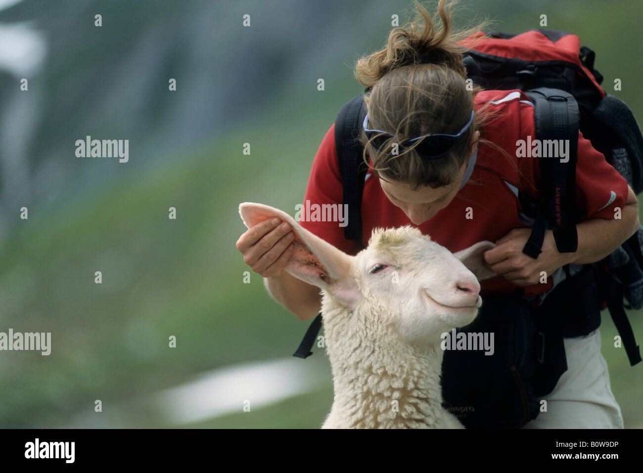 Frau spielt mit einem fröhlich grinsende Schaf, Bildbearbeitung Stockfoto