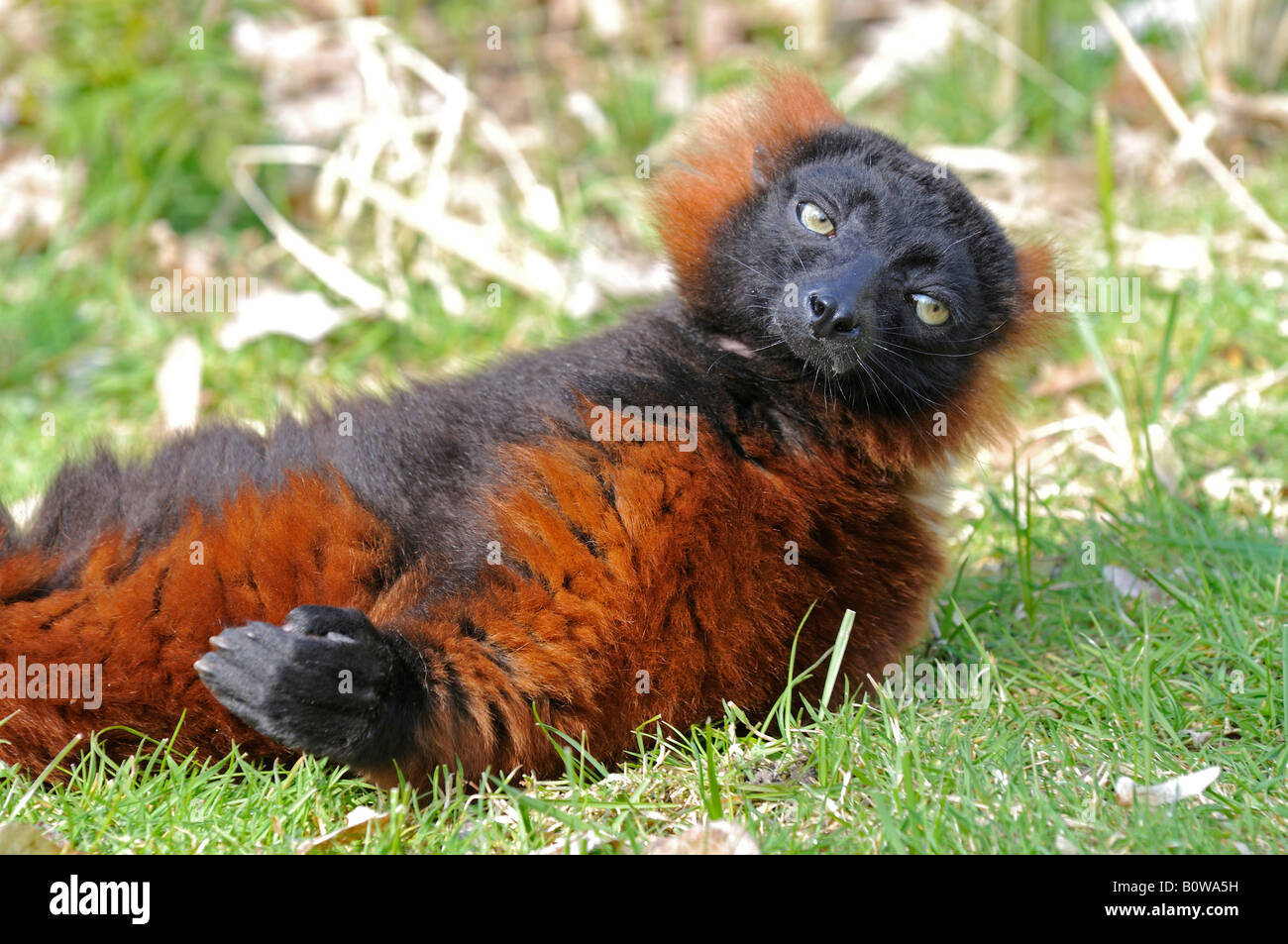 Red Ruffed Lemur (Varecia Rubra) Stockfoto