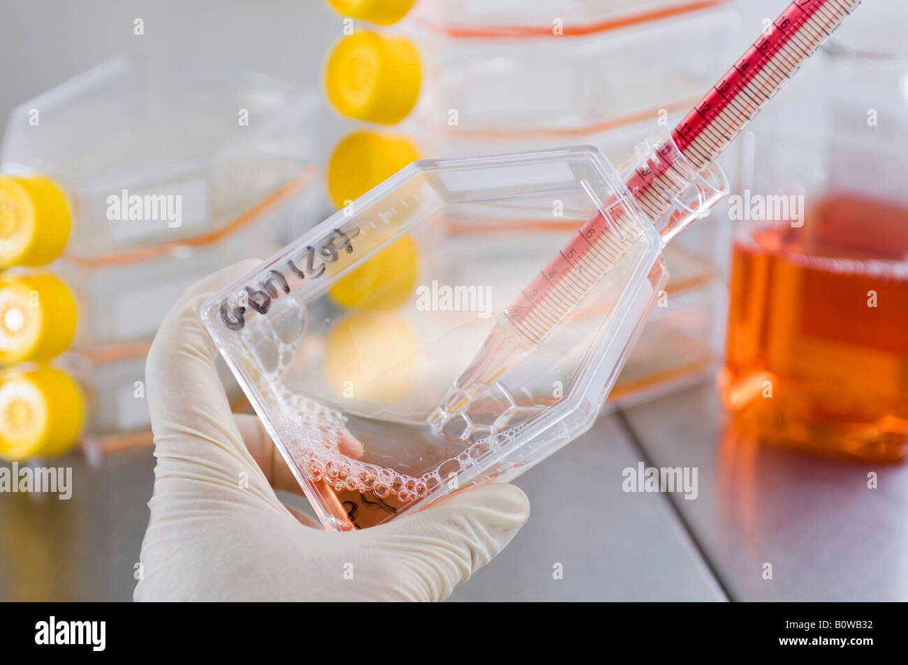 Stammzellforschung, Max-Planck-Institut für molekulare Genetik, Wissenschaftler, Anbau von Tumorstammzellen, Berlin, Deutschland Stockfoto