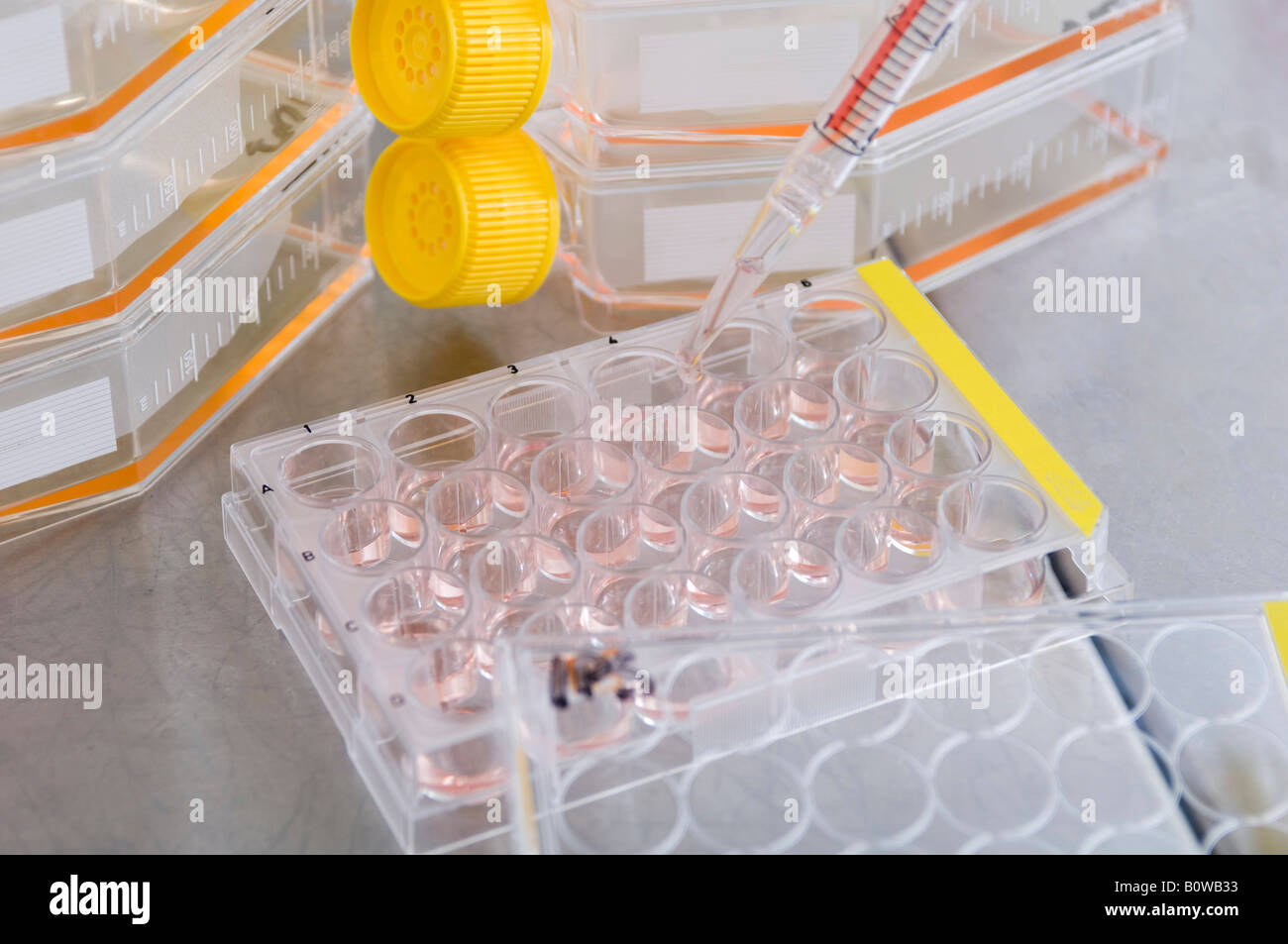 Stammzellforschung, Max-Planck-Institut für molekulare Genetik, Wissenschaftler, Stammzellkulturen, Berlin, Deutschland Stockfoto