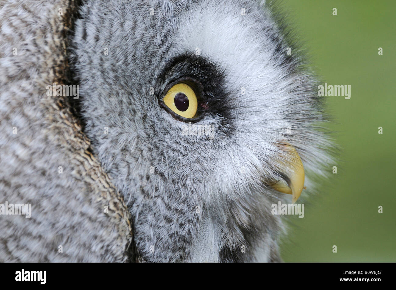 Eulen display Fotos und Bildmaterial in hoher Auflösung Alamy