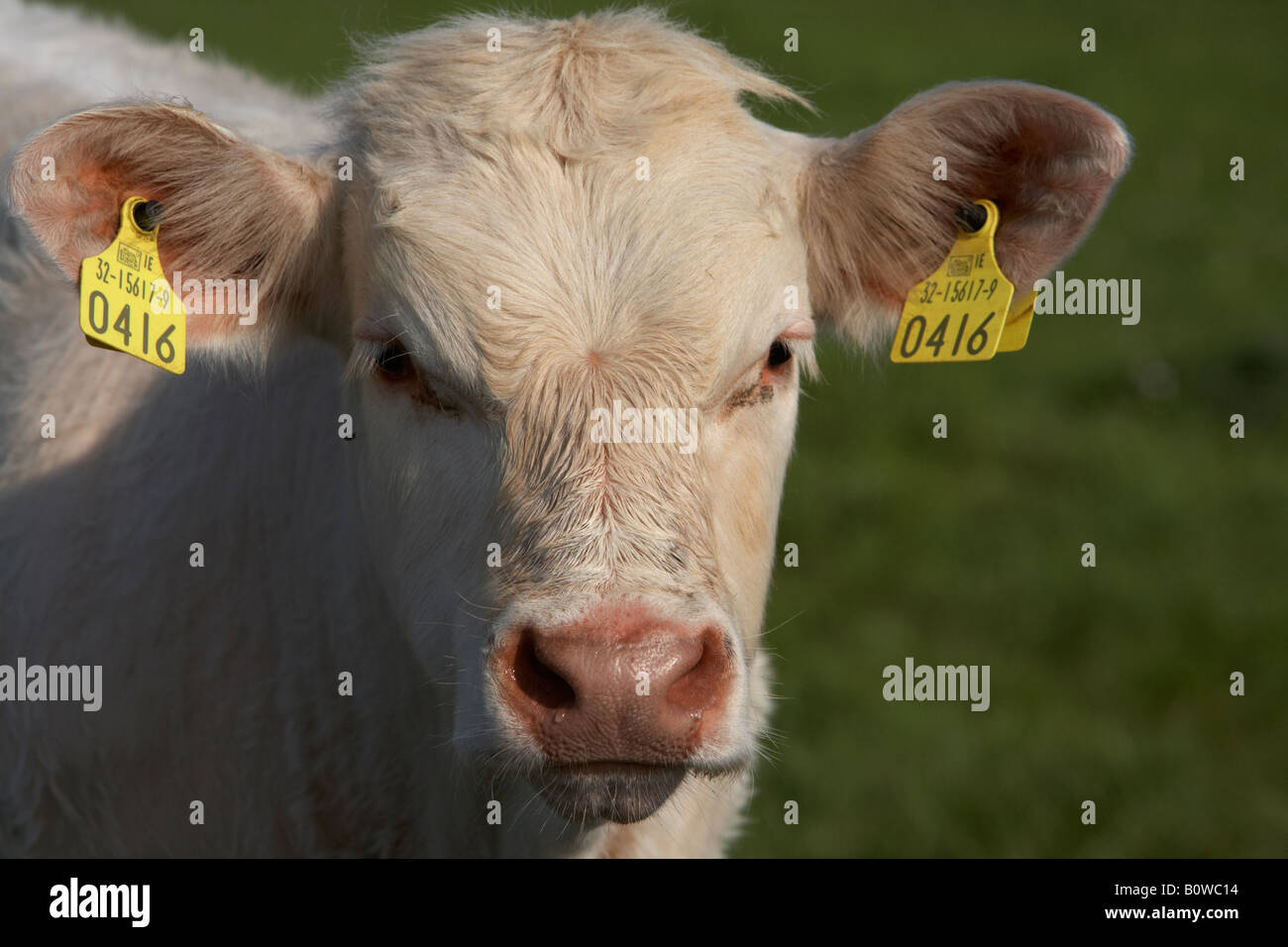 Charolais Rind Kuh mit Ohrmarke auf der Suche nach Kamera Grafschaft Sligo Republik von Irland Stockfoto