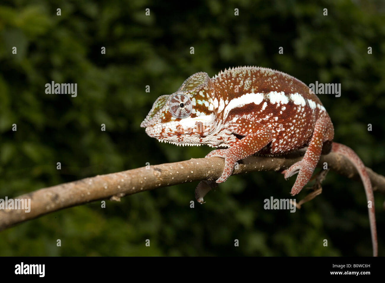 Männliche Pantherchamäleon (Furcifer Pardalis), Madagaskar, Afrika Stockfoto