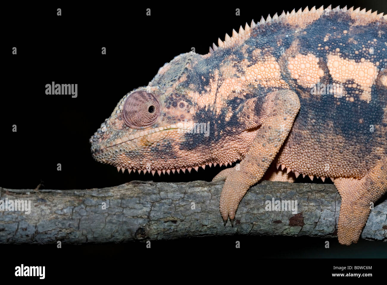 Weiblichen Pantherchamäleon (Furcifer Pardalis), Madagaskar, Afrika Stockfoto