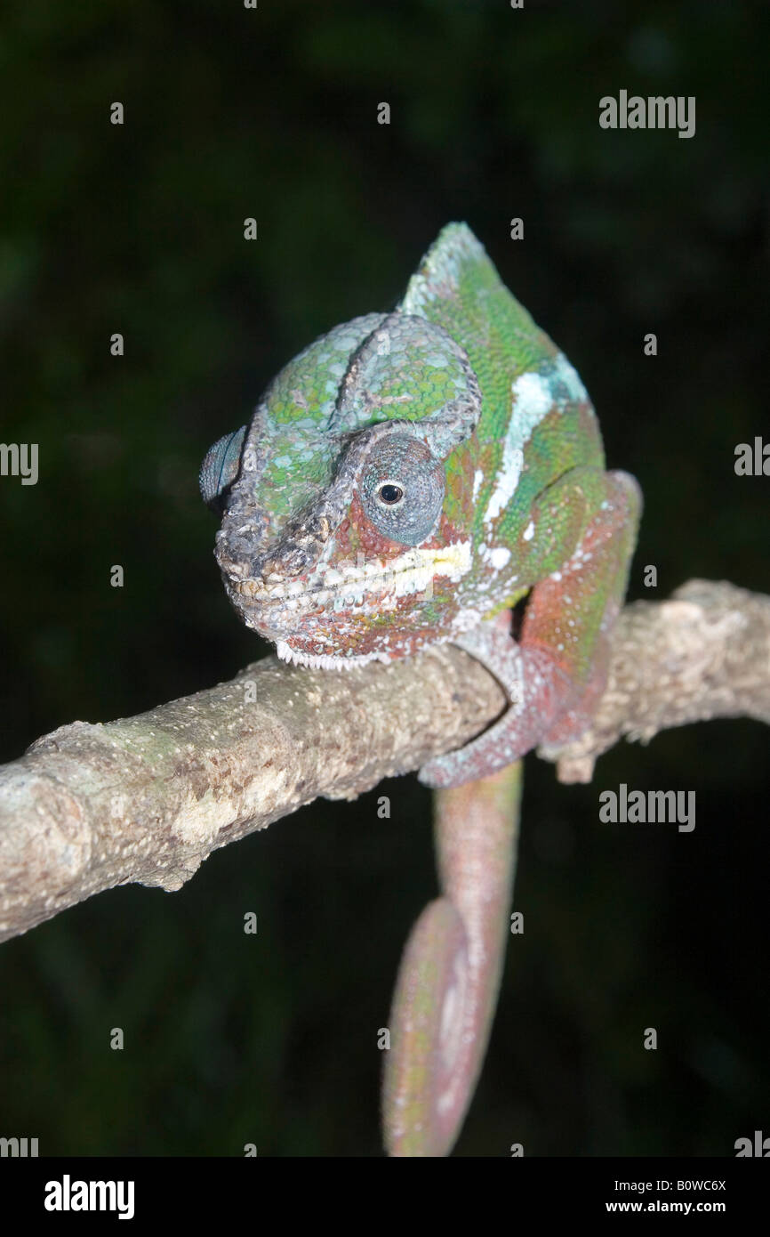 Männliche Pantherchamäleon (Furcifer Pardalis), Madagaskar, Afrika Stockfoto