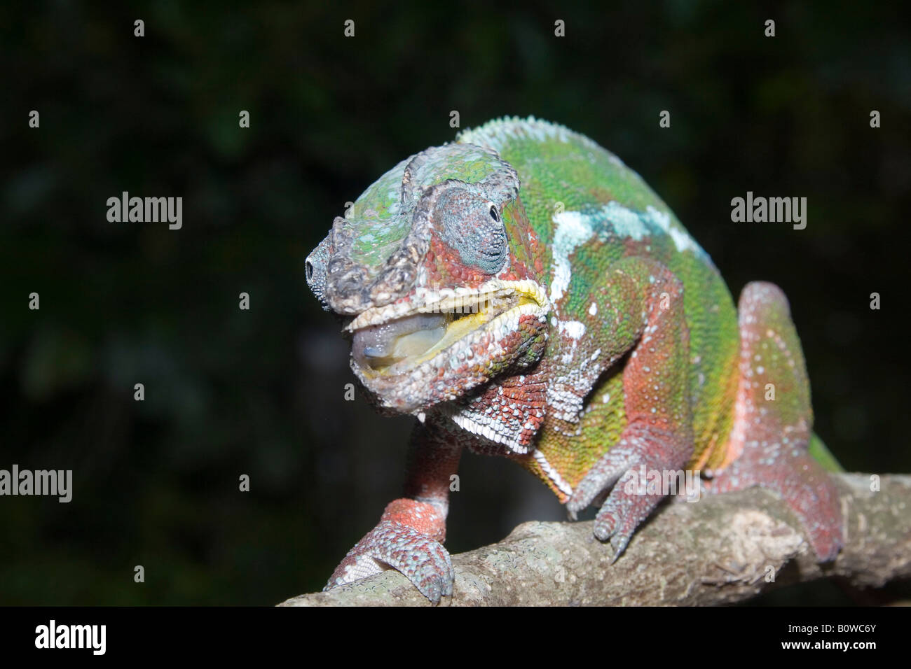 Männliche Pantherchamäleon (Furcifer Pardalis), Madagaskar, Afrika Stockfoto