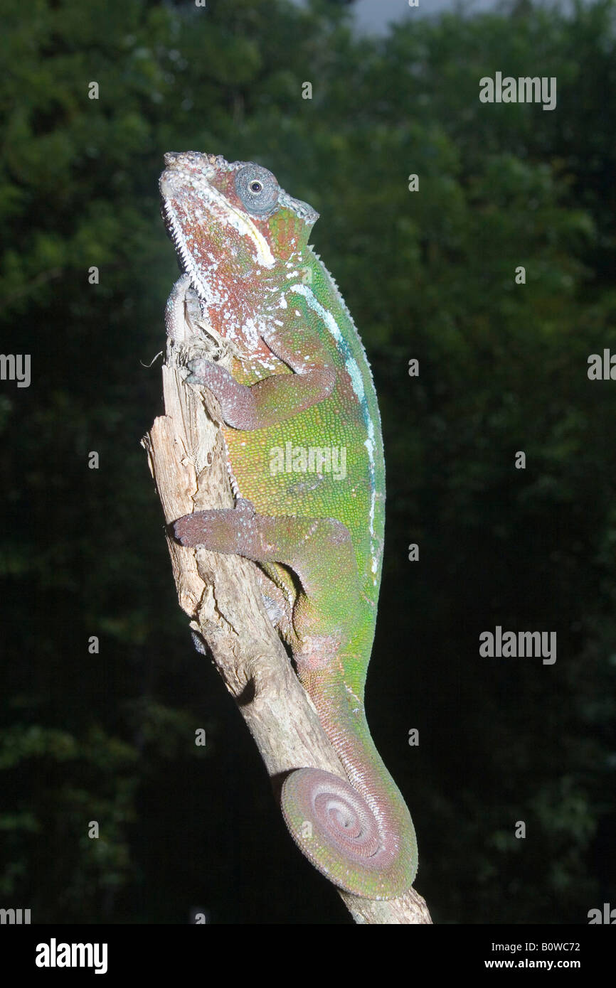 Männliche Pantherchamäleon (Furcifer Pardalis), Madagaskar, Afrika Stockfoto