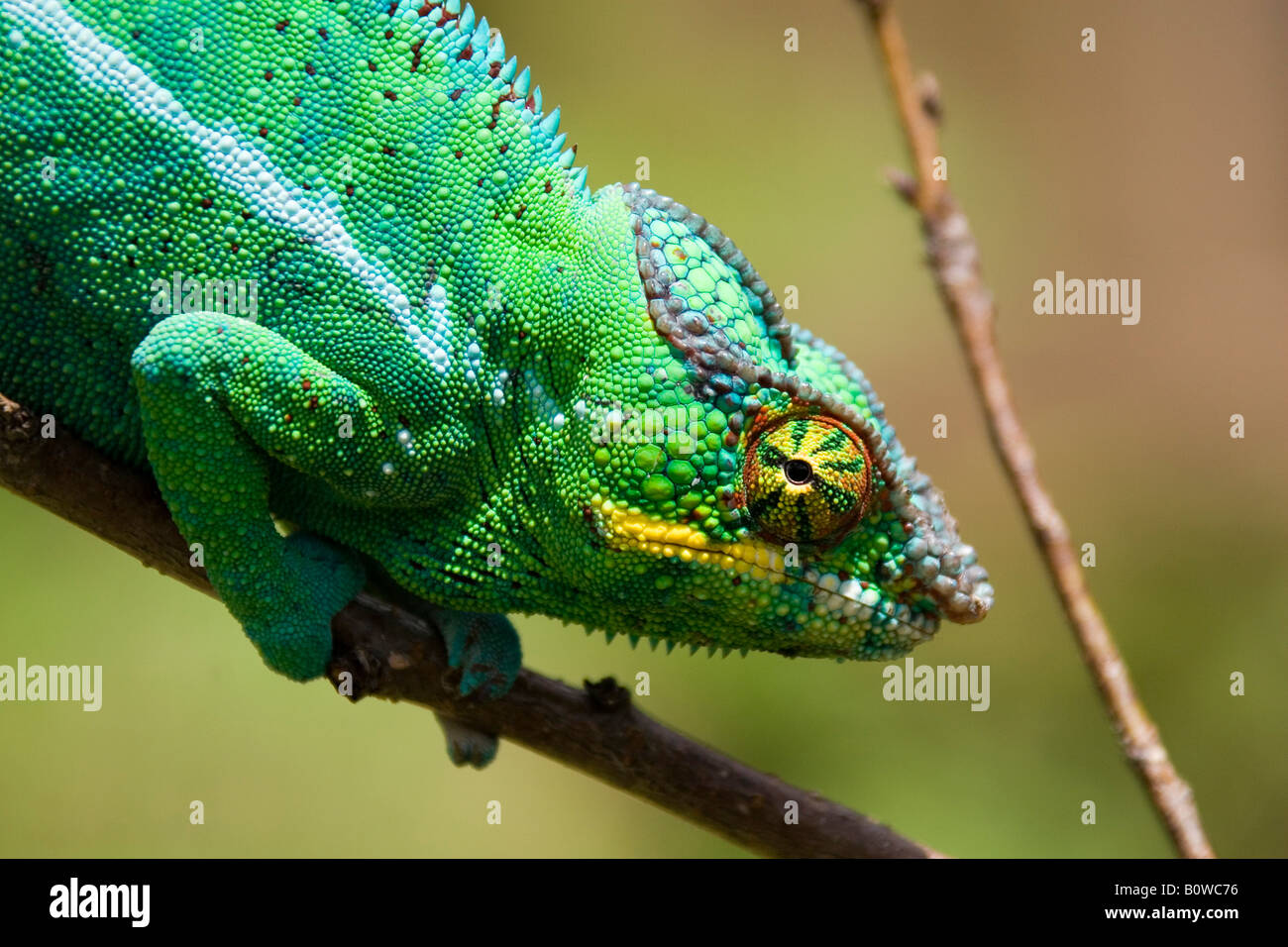 Männliche Pantherchamäleon (Furcifer Pardalis), Madagaskar, Afrika Stockfoto