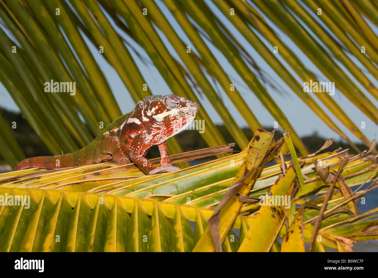 Männliche Pantherchamäleon (Furcifer Pardalis), Madagaskar, Afrika Stockfoto