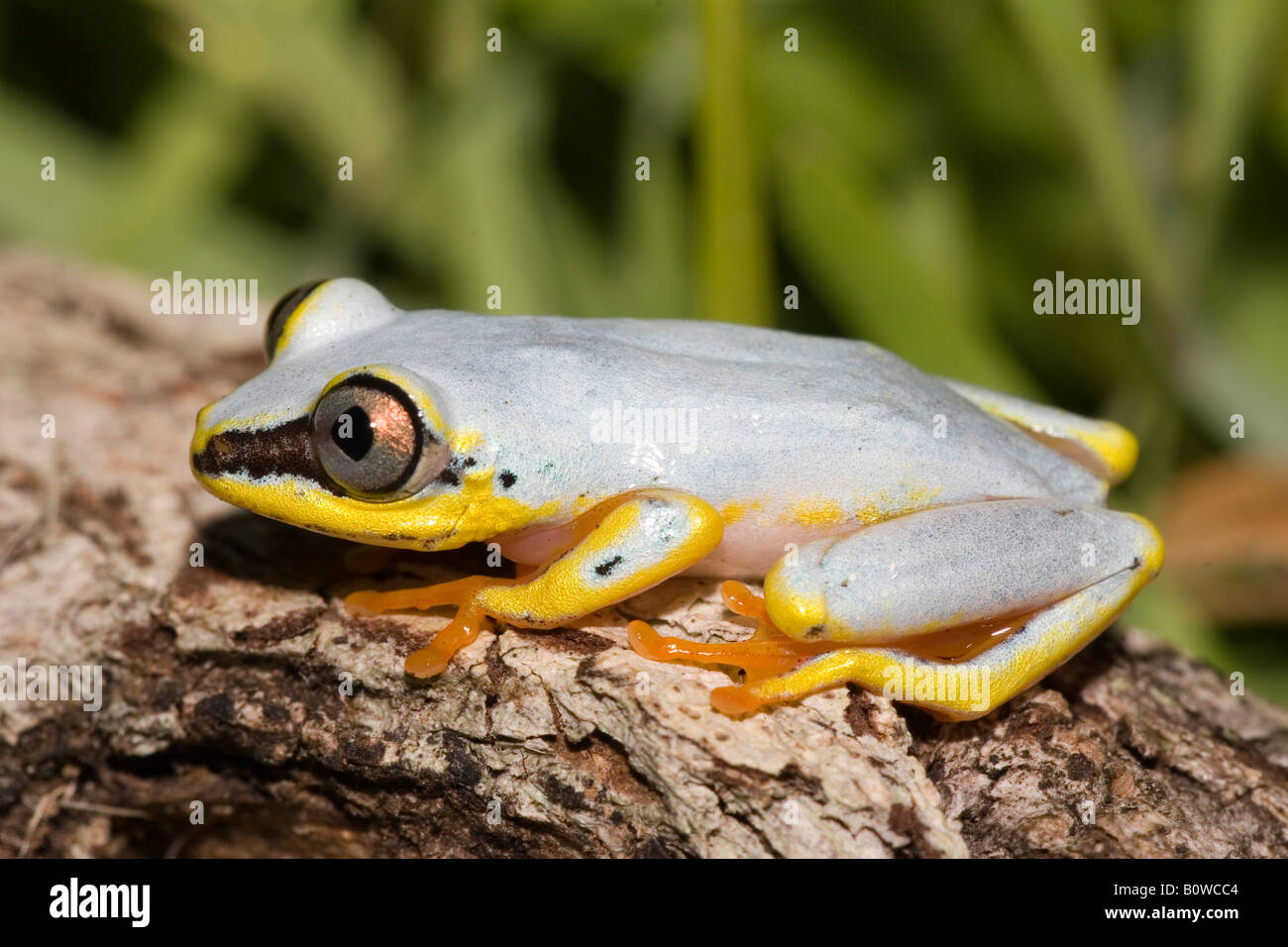 Madagassische ausgekleidet, White-gefütterte oder gefleckte Reed Frosch (Heterixalus Punctatus), Madagaskar, Afrika Stockfoto
