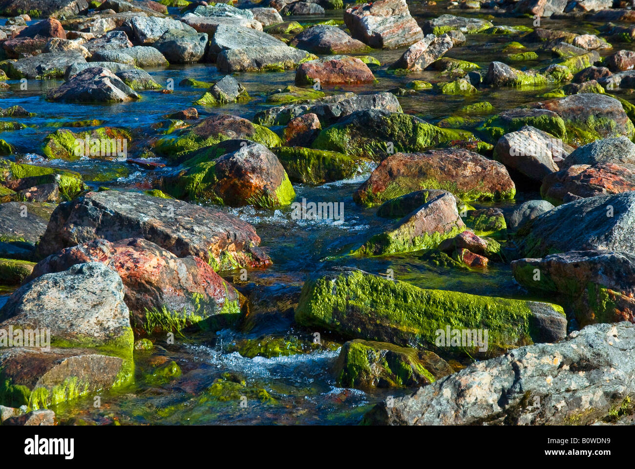 Moos bewachsenen Granitfelsen in ein Bachbett, Grönland Stockfoto