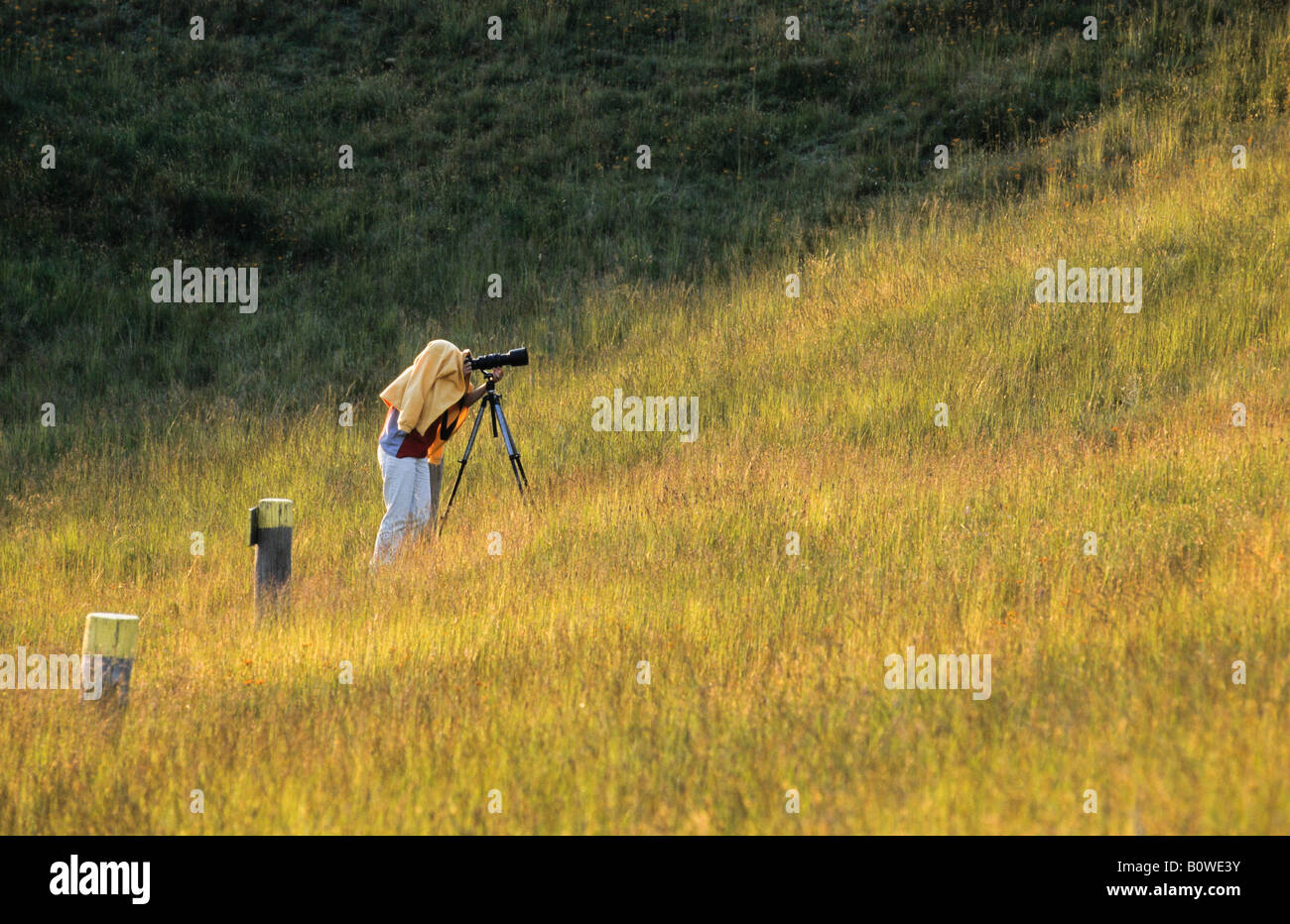 Fotograf mit Stativ, mit dem Ziel, Teleobjektiv, Kopf und Kamera abgedeckt, um Licht zu blockieren Stockfoto