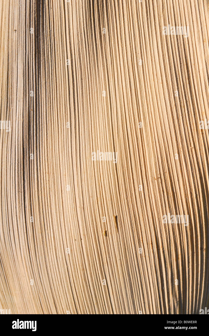Oberflächenstruktur von einem getrockneten Palmwedel, Blatt Stockfoto