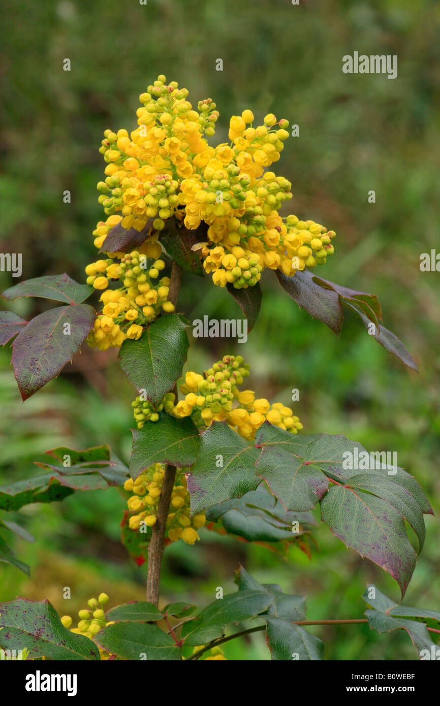 Mahonie botanik Fotos und Bildmaterial in hoher Auflösung Alamy