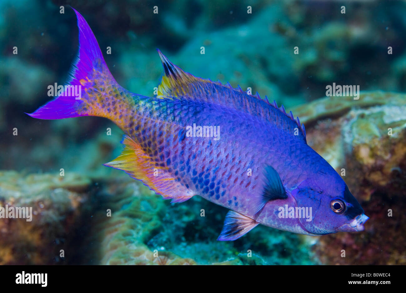 Creole-Lippfisch (Clepticus Parrai), Honduras, Karibik Stockfoto