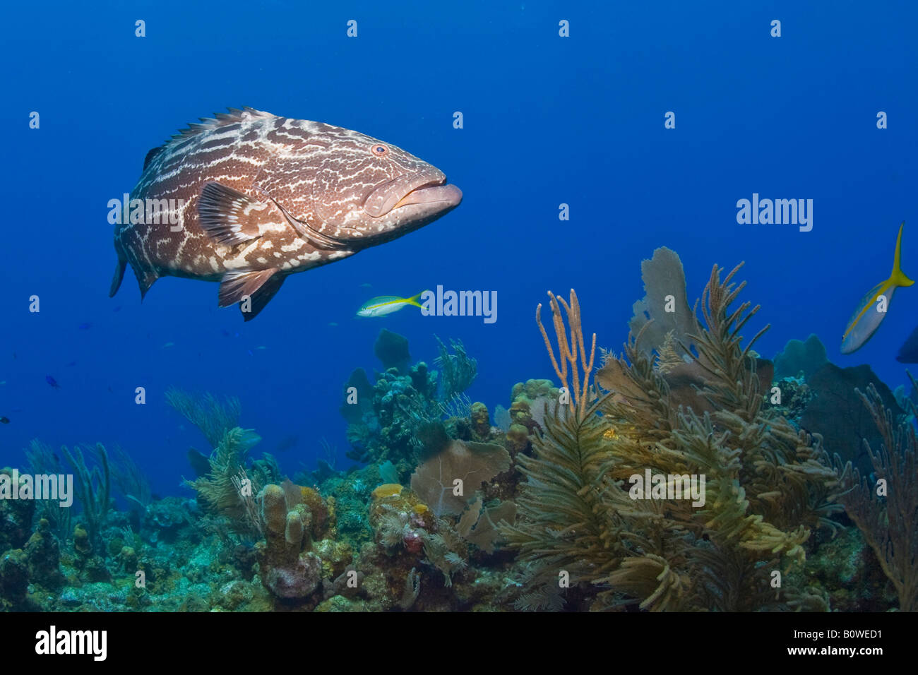 Schwarz, Zackenbarsch (Mycteroperca Bonaci), Roatan, Honduras, Karibik Stockfoto