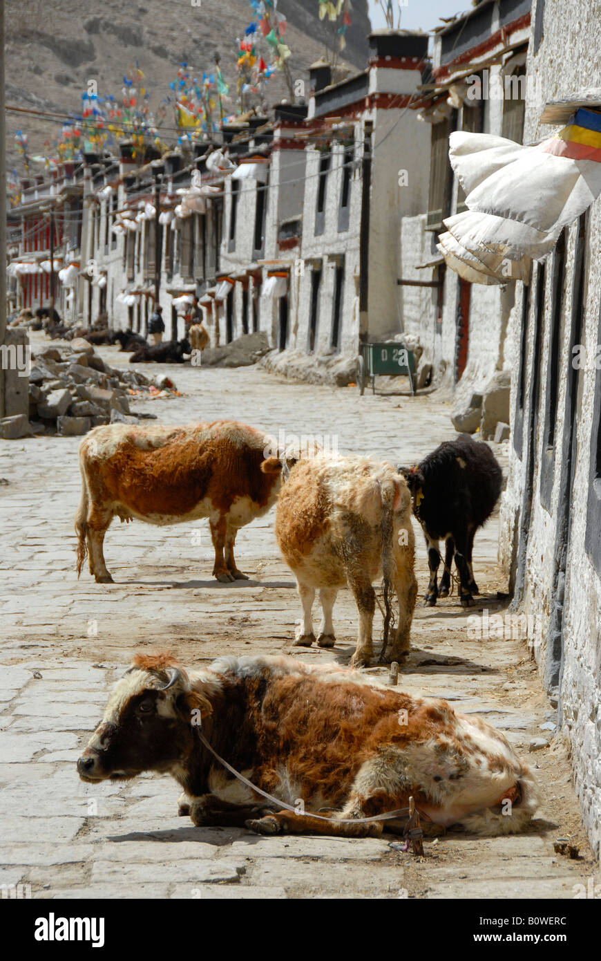 Rinder, stehend und liegend auf einer Straße, Häuser Merkmal in das historische Zentrum von Gyantse, Tibet, China, Asien Stockfoto
