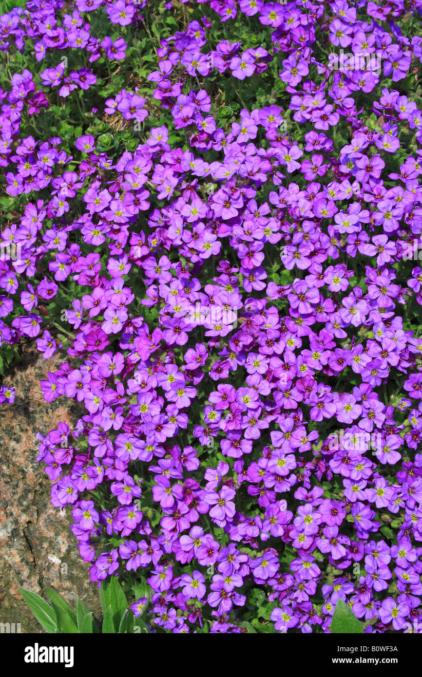 Large-flowered Aubrieta, Rock Kresse oder Gänsekresse (Aubrieta X cultorum), blühend, in voller Blüte Stockfoto