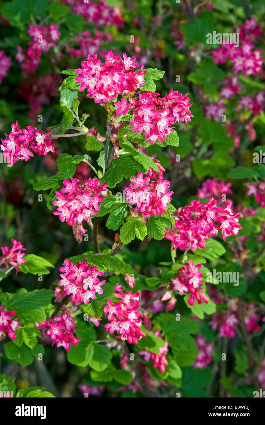 Blühende Johannisbeere oder rot blühende Johannisbeere (Ribes Sanguineum) Stockfoto