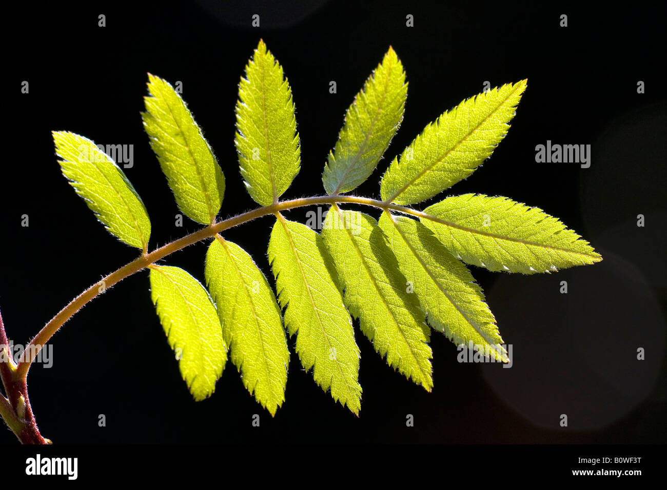 Europäische Rowan verlässt, Eberesche (Sorbus Aucuparia), Frühling Laub, Triebe, Hintergrundbeleuchtung, Photosynthese Stockfoto