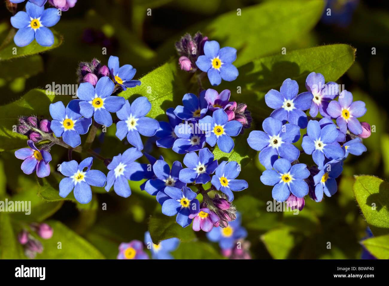 Vergissmeinnicht (Myosotis Spec.) Stockfoto