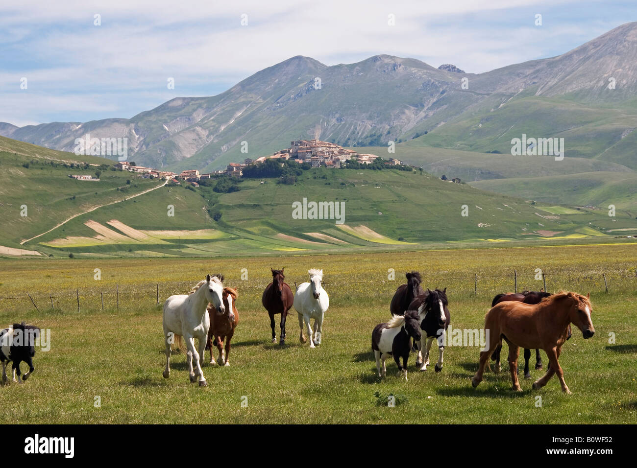 Pferde in der Nähe von Castelluccio Dorf, Nationalpark Monti Sibillini, Umbrien, Italien, Europa Stockfoto