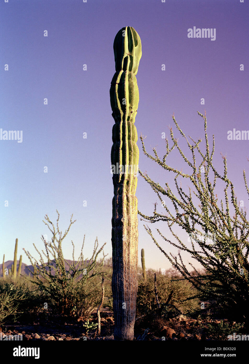 Baja California, Mexiko, Lateinamerika, Cardon Kaktus (Pachycereus Pringlei) & Ocotillo Kaktus) Stockfoto