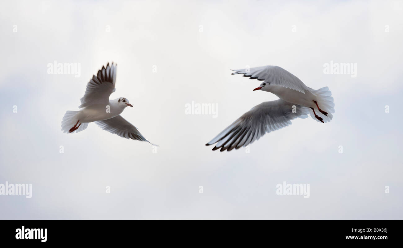 Zwei Vögel fliegen Stockfoto