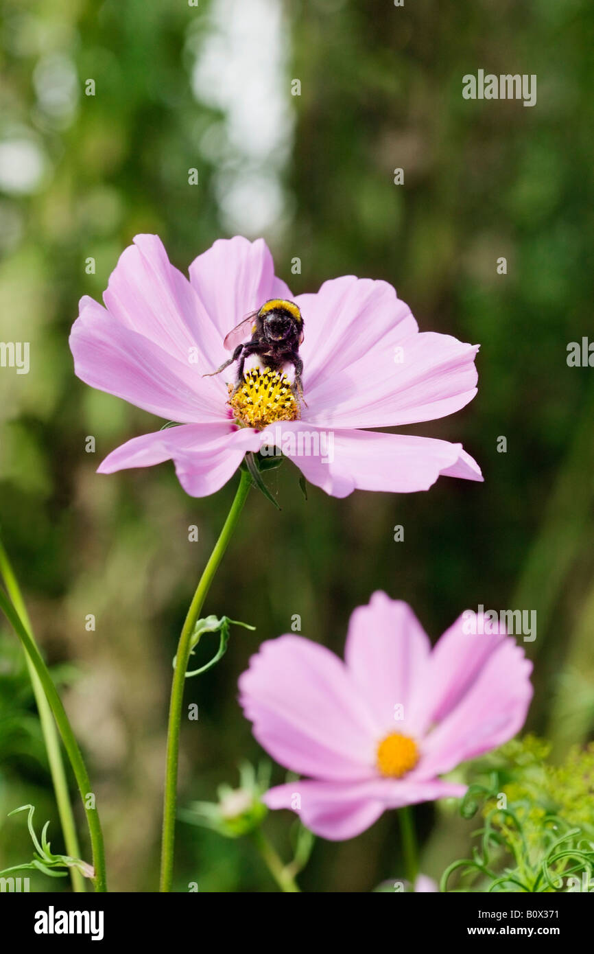 Eine Biene auf einer Blüte sitzen Stockfoto