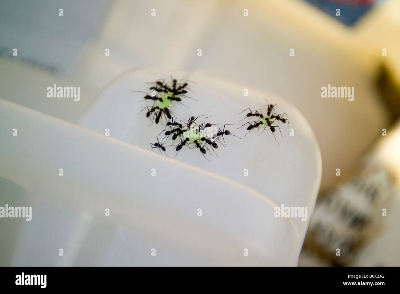 Ameisen füttern Stockfoto