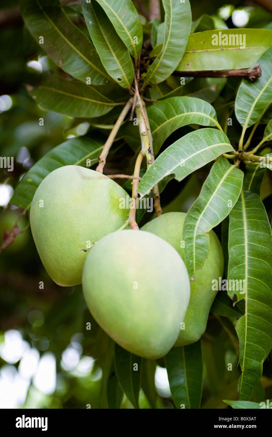 Mangos wachsen auf einem Baum Stockfoto